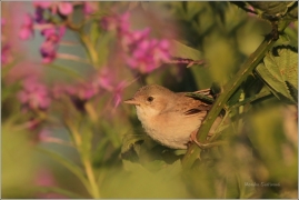 <p>PĚNICE HNĚDOKŘÍDLÁ - samička (Sylvia communis) Rumburk</p>